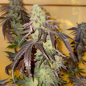 Kingston Punch (Dutch Passion) Femminizzata