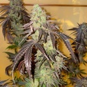 Kingston Punch (Dutch Passion) Femminizzata