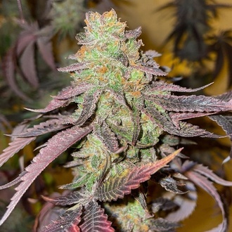 Kingston Punch (Dutch Passion) Femminizzata