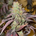 Kingston Punch (Dutch Passion) Femminizzata
