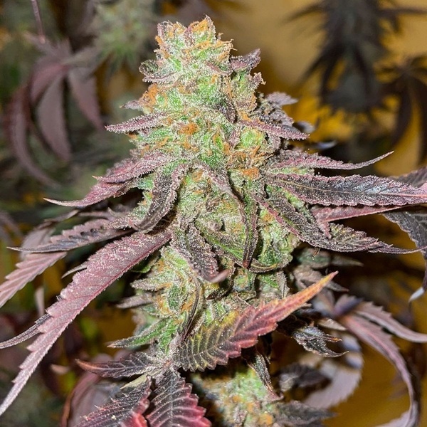Kingston Punch (Dutch Passion) Femminizzata