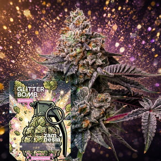 Glitter Bomb Auto (Zamnesia Seeds) Femminizzata