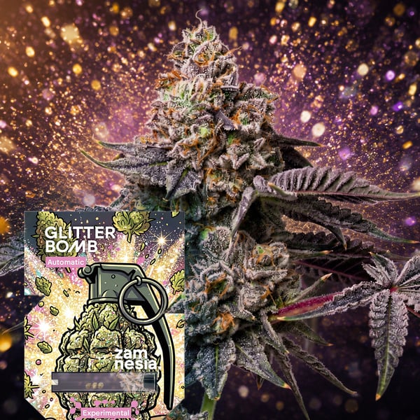Glitter Bomb Auto (Zamnesia Seeds) Femminizzata
