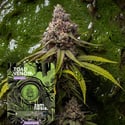 Toad Venom Auto (Zamnesia Seeds) Femminizzata