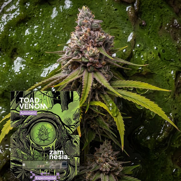 Toad Venom Auto (Zamnesia Seeds) Femminizzata