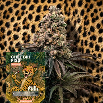 Cheetah Piss Auto (Zamnesia Seeds) Femminizzata