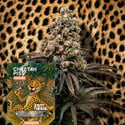 Cheetah Piss Auto (Zamnesia Seeds) Femminizzata