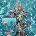 Blue Lobster Auto (Zamnesia Seeds) Femminizzata