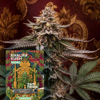 Khalifa Kush Auto (Zamnesia Seeds) Femminizzata