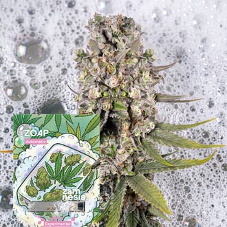 Zoap Auto (Zamnesia Seeds) Femminizzata