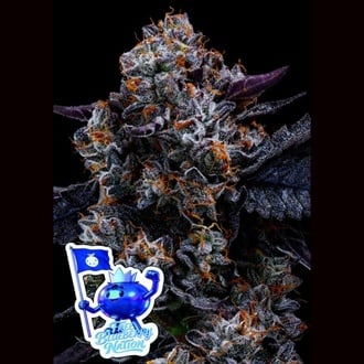 Free Blueberry Nation (Anesia Seeds) Femminizzata