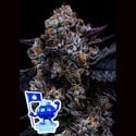 Free Blueberry Nation (Anesia Seeds) Femminizzata