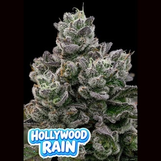 Hollywood Rain (Anesia Seeds) Femminizzata