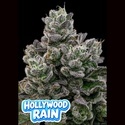 Hollywood Rain (Anesia Seeds) Femminizzata