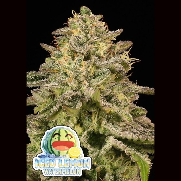 Iced Lemon Watermelon (Anesia Seeds) Femminizzata
