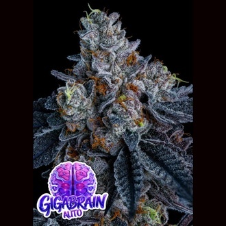 Giga Brain Auto (Anesia Seeds) Femminizzata