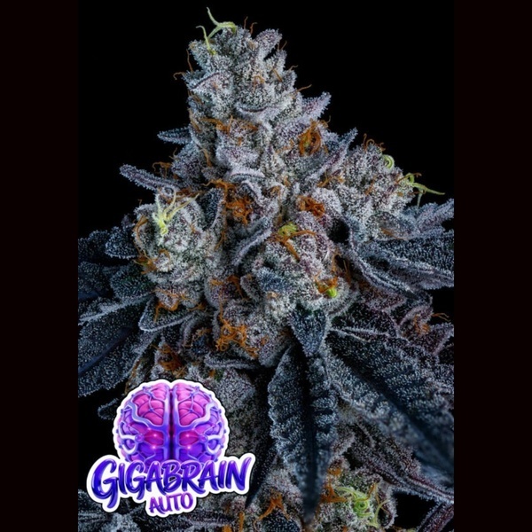 Giga Brain Auto (Anesia Seeds) Femminizzata