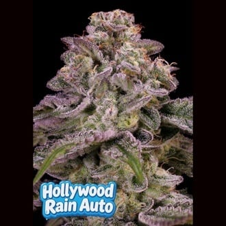Hollywood Rain Auto (Anesia Seeds) Femminizzata