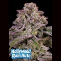 Hollywood Rain Auto (Anesia Seeds) Femminizzata