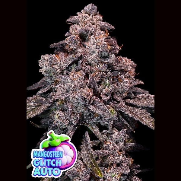 Mangosteen Glitch Auto (Anesia Seeds) Femminizzata