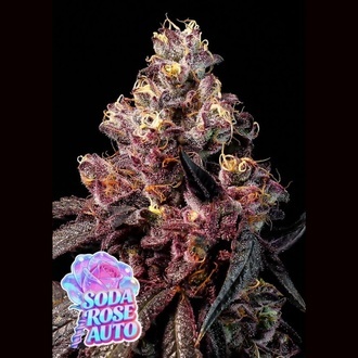 Soda Rose Auto (Anesia Seeds) Femminizzata