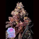 Soda Rose Auto (Anesia Seeds) Femminizzata