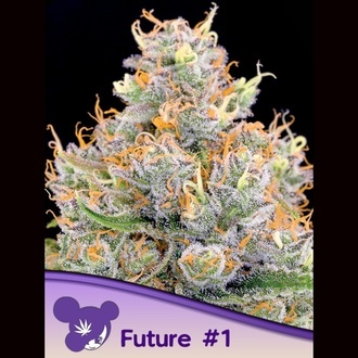 Future 1 (Anesia Seeds) Femminizzata