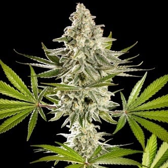 Melonade-K (Kannabia) Feminized