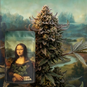 Lisa's Secret (Zamnesia Seeds) Femminizzata
