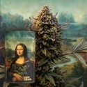 Lisa's Secret (Zamnesia Seeds) Femminizzata