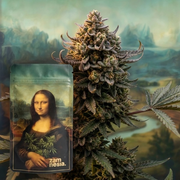 Lisa's Secret (Zamnesia Seeds) Femminizzata