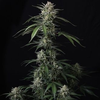 Banana Guava Auto (Fast Buds) Femminizzata