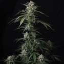 Banana Guava Auto (Fast Buds) Femminizzata