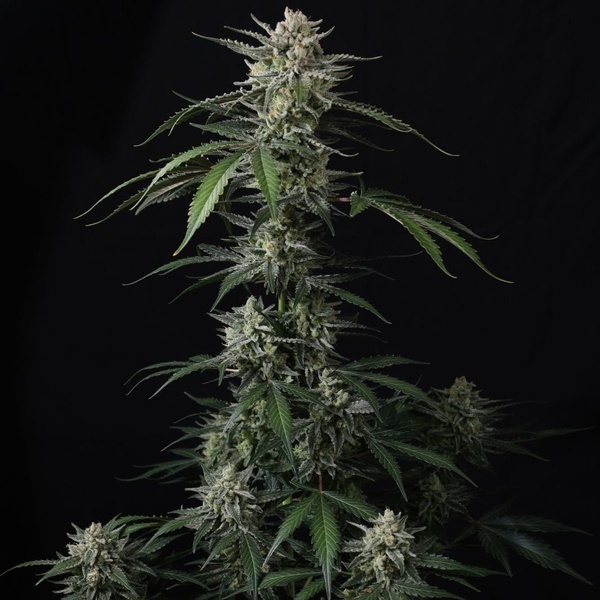 Banana Guava Auto (Fast Buds) Femminizzata
