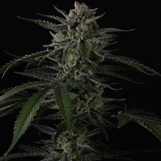 Banana Guava Auto (Fast Buds) Femminizzata