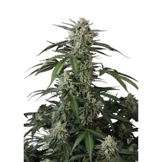 Banana Guava Auto (FastBuds) feminized