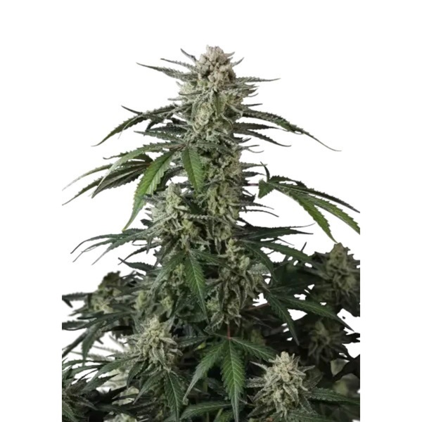 Banana Guava Auto (Fast Buds) Femminizzata