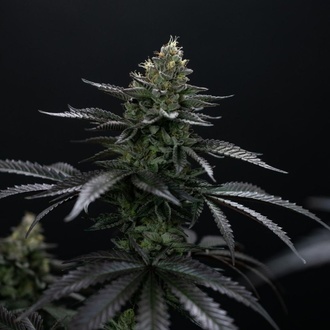 Biscotti Gelato (Fast Buds) Femminizzata