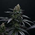 Biscotti Gelato (Fast Buds) Femminizzata