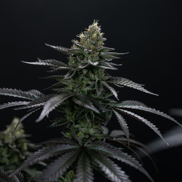 Biscotti Gelato (Fast Buds) Femminizzata