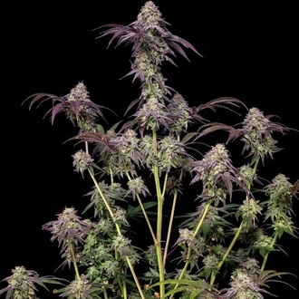 Biscotti Gelato (Fast Buds) Femminizzata