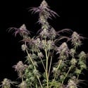 Biscotti Gelato (Fast Buds) Femminizzata