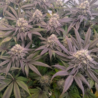 Biscotti Gelato (Fast Buds) Femminizzata