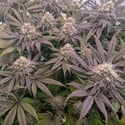 Biscotti Gelato (Fast Buds) Femminizzata