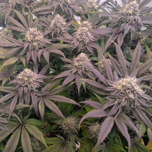 Biscotti Gelato (Fast Buds) Femminizzata