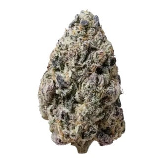 Biscotti Gelato (Fast Buds) Femminizzata