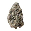 Biscotti Gelato (Fast Buds) Femminizzata