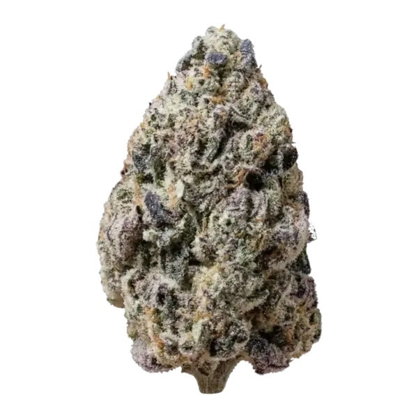 Biscotti Gelato (Fast Buds) Femminizzata