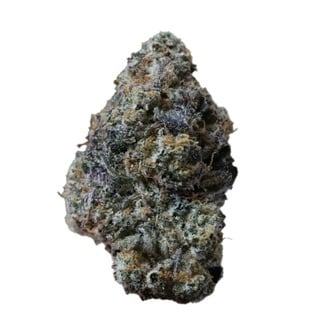 Gary Sherbet&trade; (FastBuds) feminized