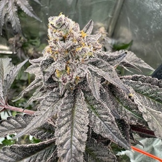 Gary Sherbet (Fast Buds) Femminizzata
